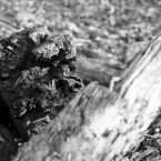 holz.jpg
