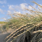 St. Peter Ording - Dünen3