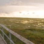 St. Peter Ording - Salzwiesen