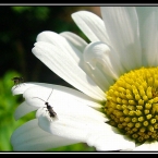 Fliegen auf Blume
