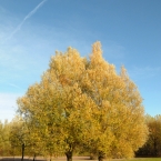 04-herbstbaum.jpg