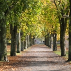 06-allee.jpg