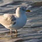 Vogel im Wasser