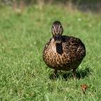 0809_quack.jpg