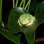froschkoenig.jpg